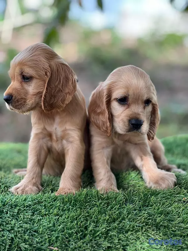 animales y mascotas - Cocker spaniel 2