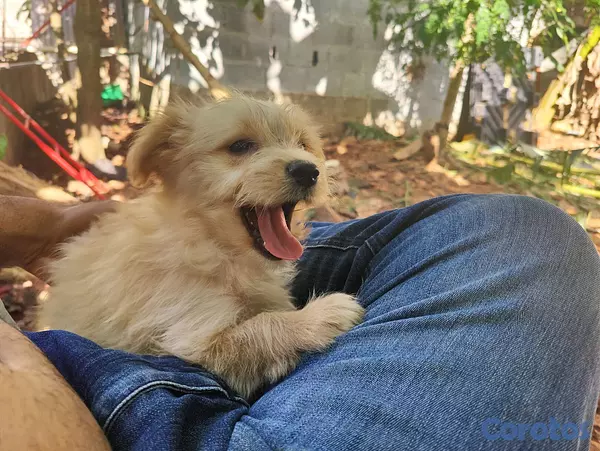 animales y mascotas - hermosa cachorra poodle, shihpoo, shihtzu, shihtzu, malte 3