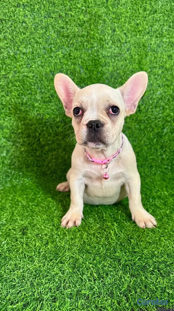 animales y mascotas - CACHORRO BULLDOG FRANCÉS HEMBRA  3