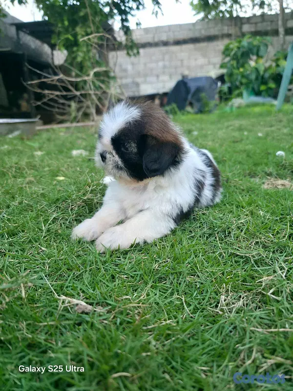 animales y mascotas - hermosos cachorritos shitzu  2