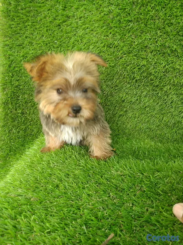 animales y mascotas - Cachorro yorkipoo macho  2