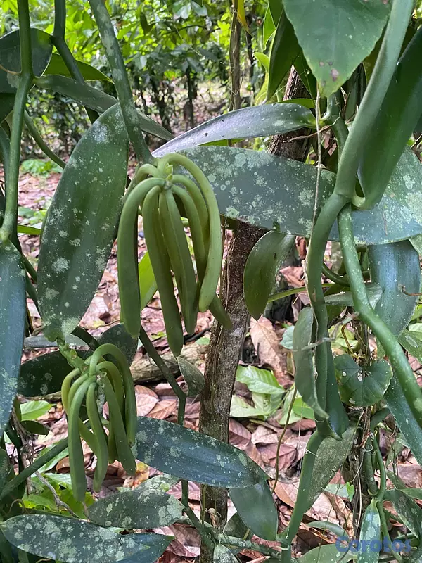 solares y terrenos - ULTIMA REBAJA en Finca de CACAO en PRODUCCION, 112 7