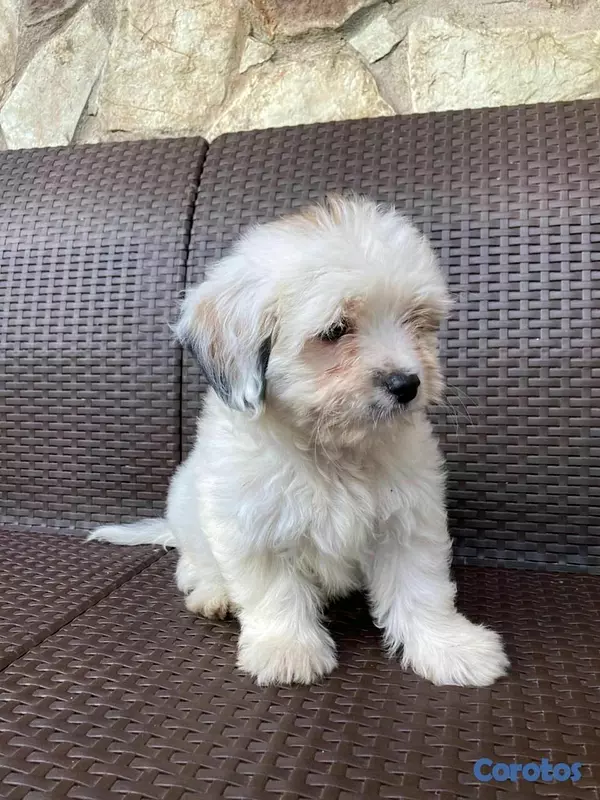 animales y mascotas - hermosos cachorritos de shipoo 5