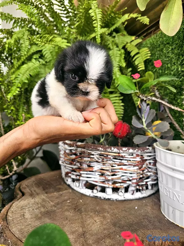 animales y mascotas - Shitzu mini super pequeñito y peluditos 100% 10
