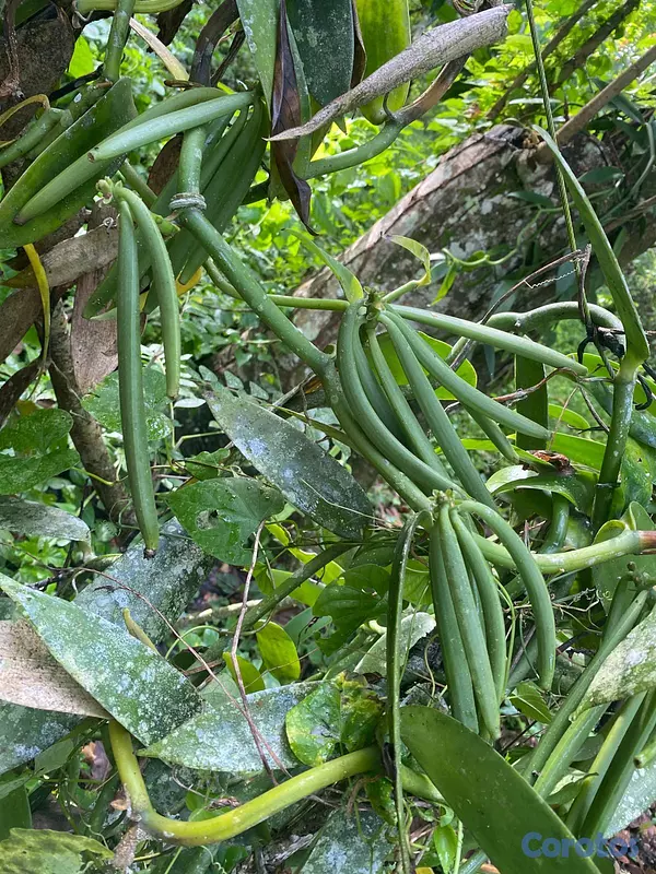 solares y terrenos - ULTIMA REBAJA en Finca de CACAO en PRODUCCION, 112 8