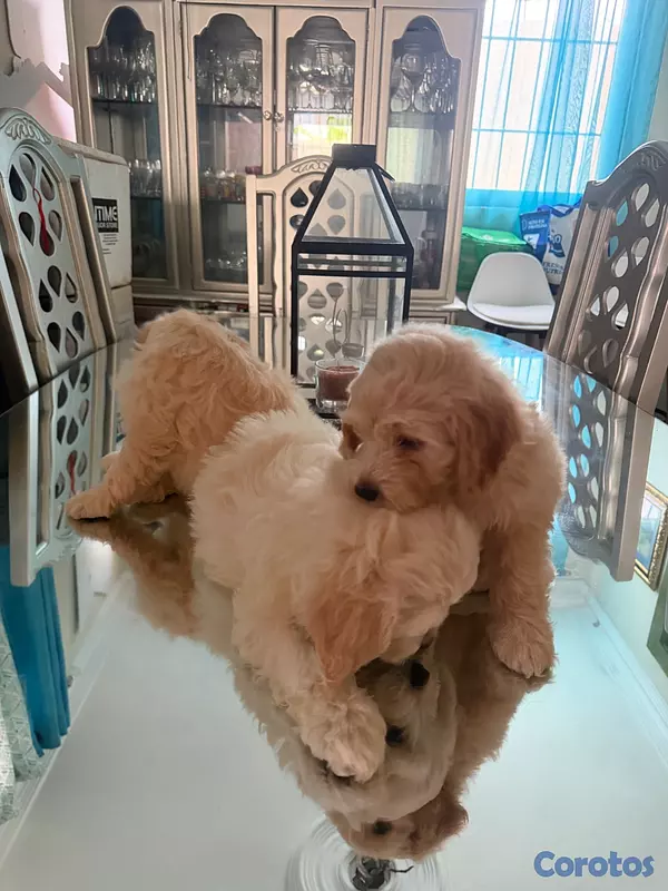 animales y mascotas - Vendo Cocker Spaniels 13