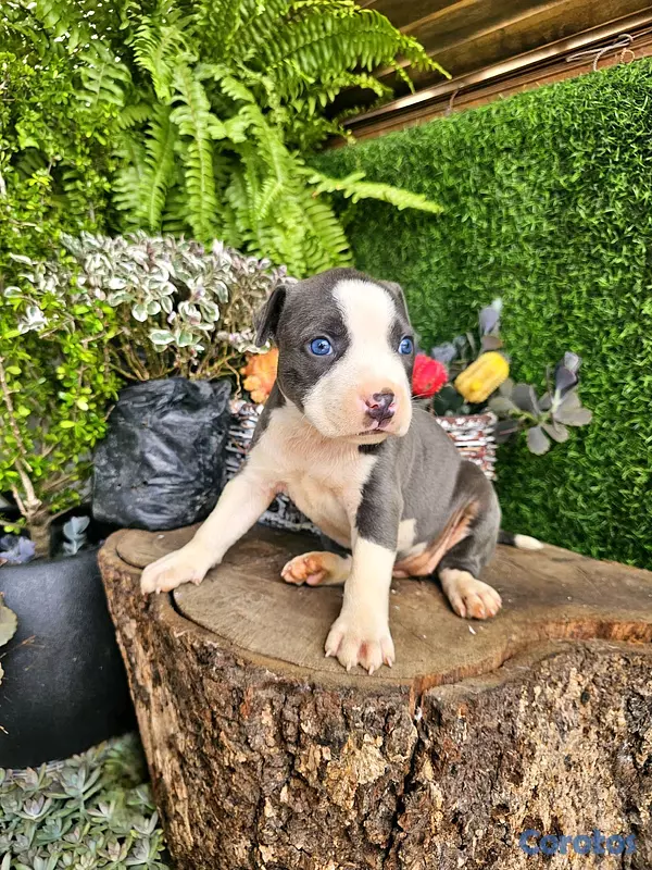 animales y mascotas - pitbull blue ojos azules 100% 2