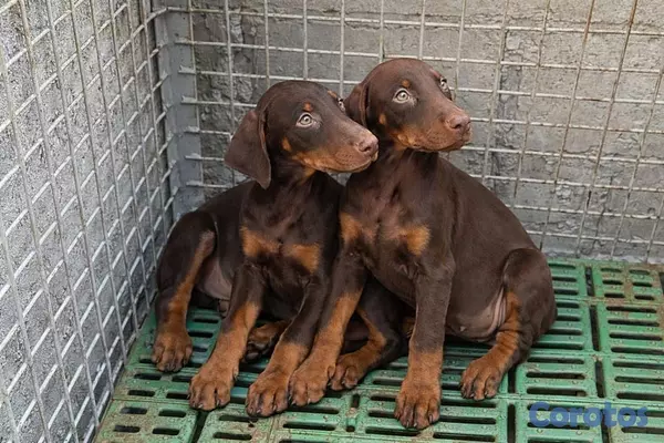 negocios en venta - VETERINARIA MONTERO 8