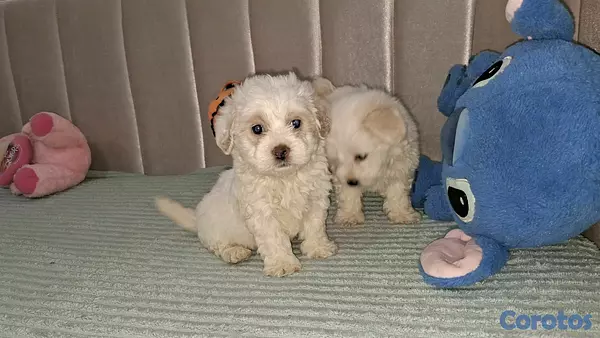 animales y mascotas - Hermosos cachorritos maltipo toy machos  6