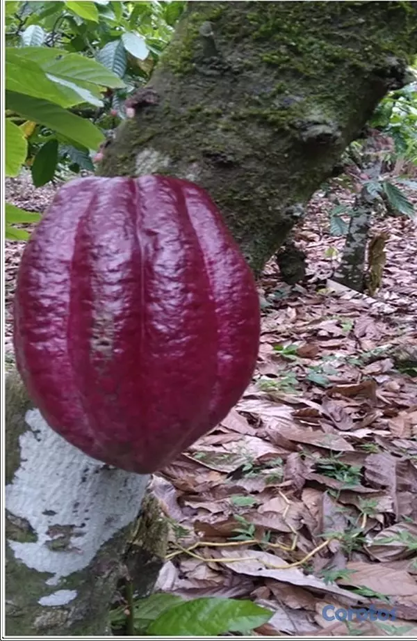 solares y terrenos - ULTIMA REBAJA en Finca de CACAO en PRODUCCION, 112 6