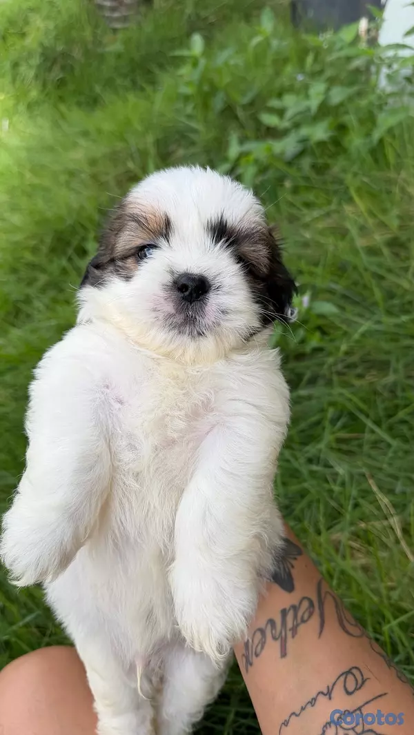 animales y mascotas - shipoo macho 5