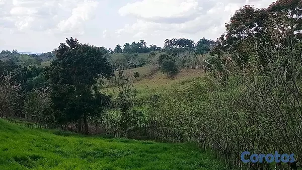 solares y terrenos - finca de 80 tareas con vocación Agrícolas en sabana grande de boya  3