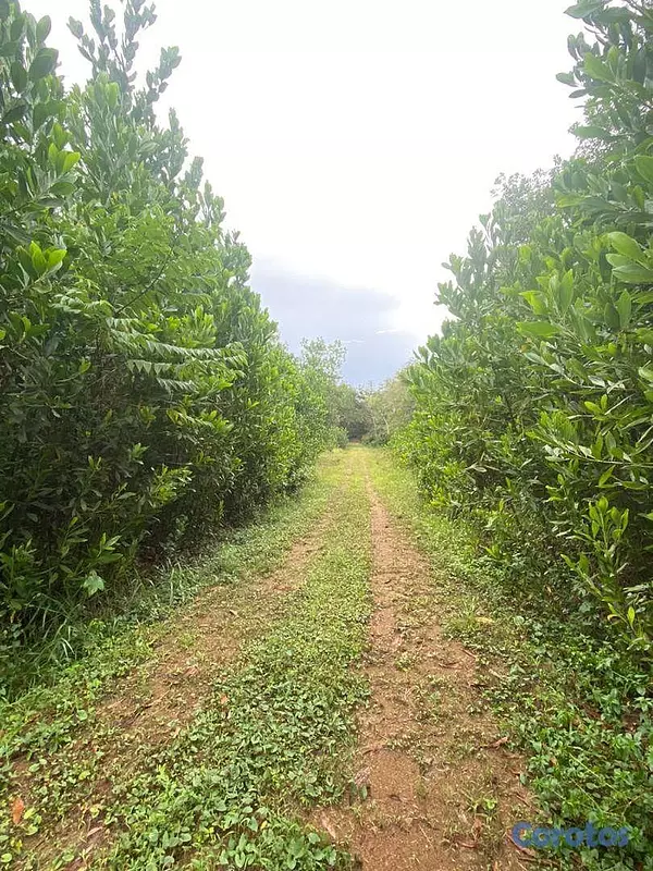 solares y terrenos - En Venta Finca Agricola y Ganadera en Carretera Bayaguana Guerra 7