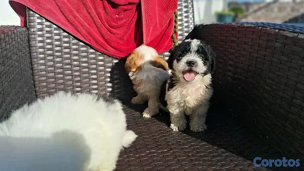 animales y mascotas - hermosos cachorritos de shipoo toy machos  2