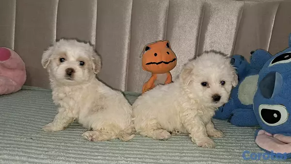 animales y mascotas - Hermosos cachorritos maltipo toy machos  4