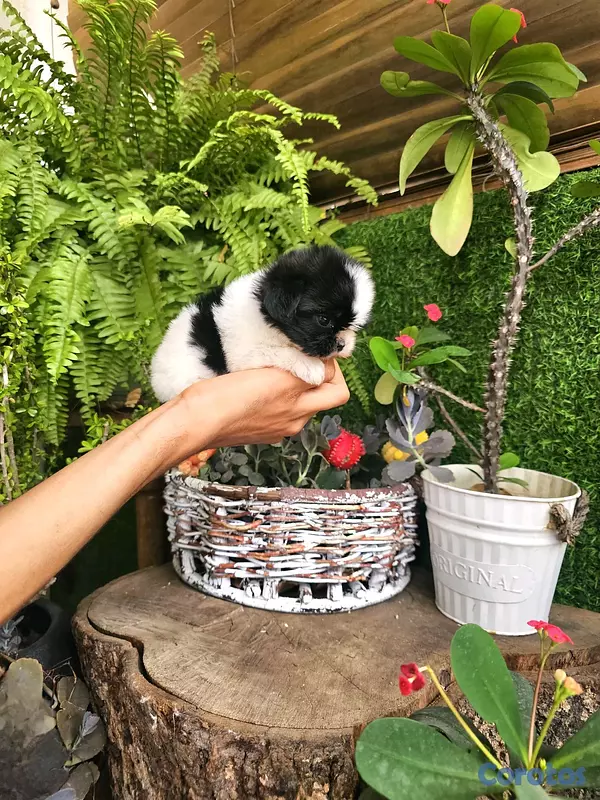 animales y mascotas - Shitzu mini super pequeñito y peluditos 100% 9