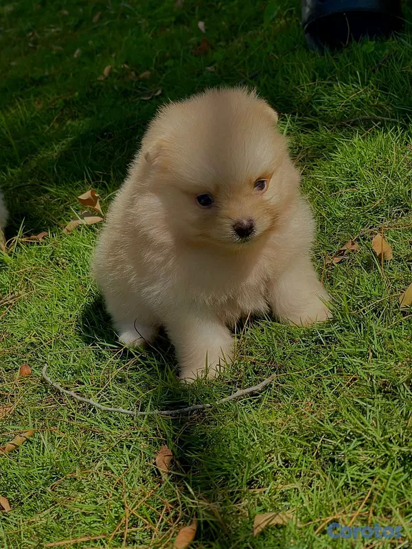 animales y mascotas - hermosos cachorritos pomeraia mini toy 8