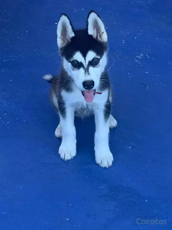 animales y mascotas - Se vende  está preciosura 🥰 2