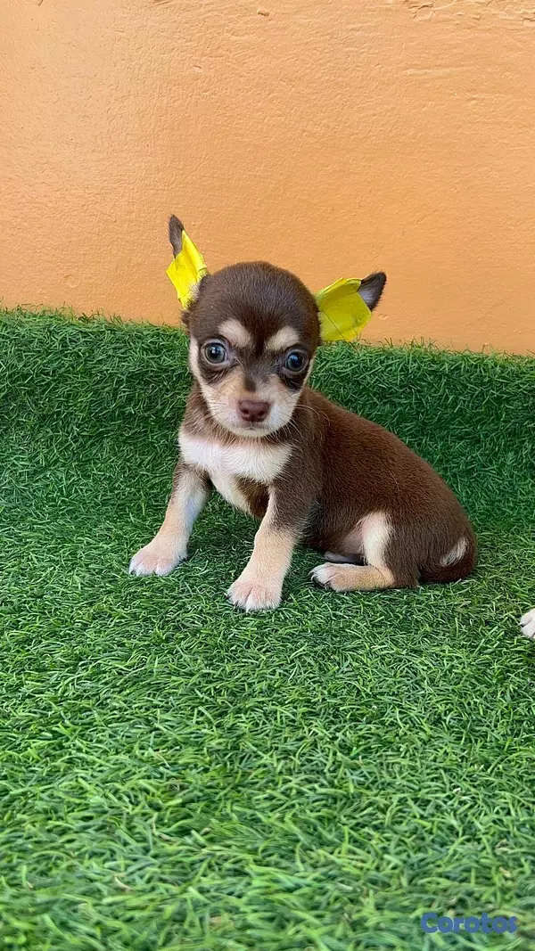 animales y mascotas - Hermosos chihuahua #1 2