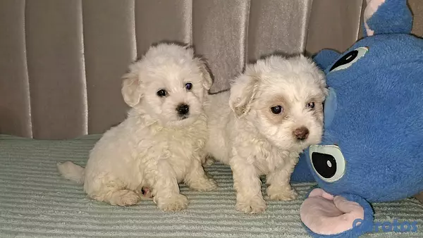 animales y mascotas - Hermosos cachorritos maltipo toy machos  5