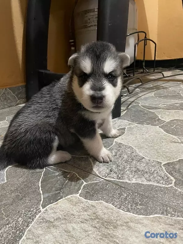animales y mascotas - Perro Huskey siberiano , vacunado 2