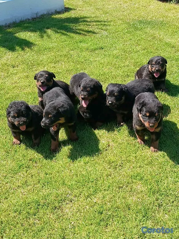 animales y mascotas - hermosos Cachorros de rottwailer de la mejor linea del pais  5