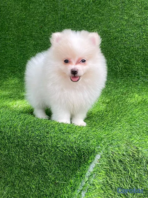 animales y mascotas - hermosos cachorritos pomerania mini  7