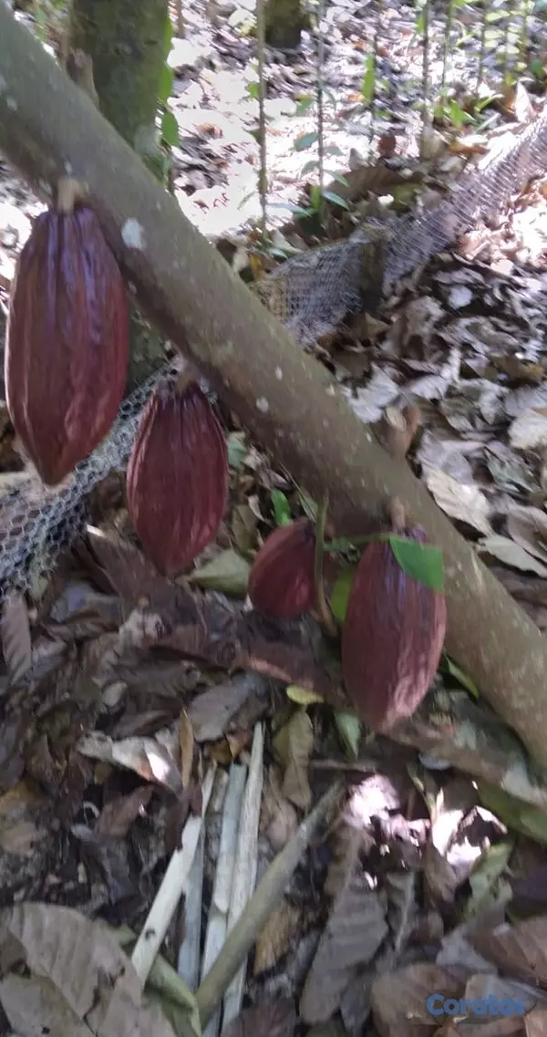 solares y terrenos - ULTIMA REBAJA en Finca de CACAO en PRODUCCION, 112 5