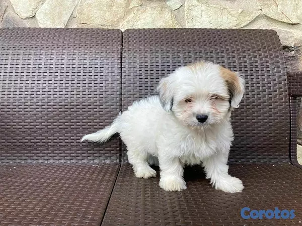 animales y mascotas - hermosos cachorritos de shipoo 3