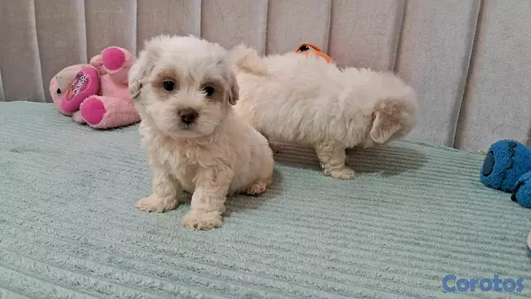 animales y mascotas - Hermosos cachorritos maltipo toy machos  7