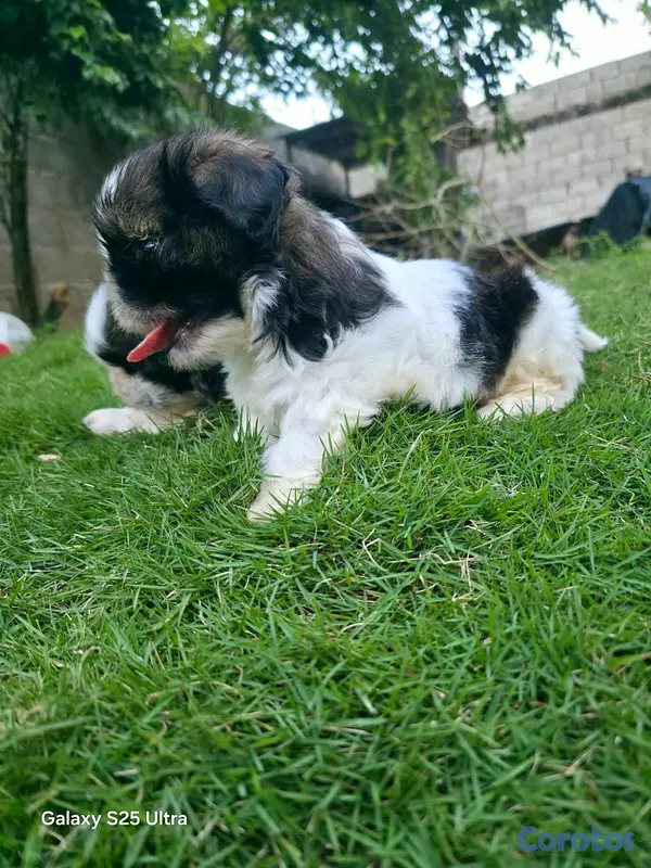 animales y mascotas - hermosos cachorritos shitzu  4