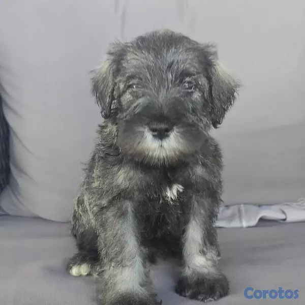 animales y mascotas - Snauzher puros  2