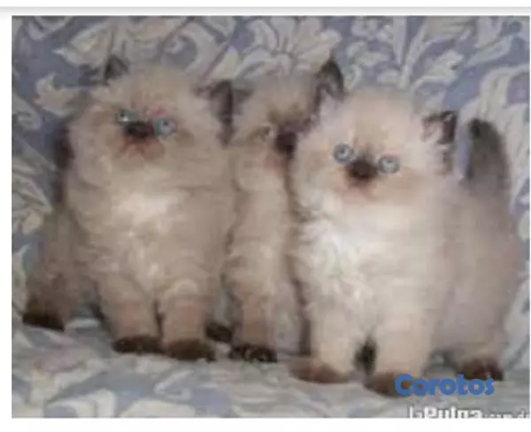 animales y mascotas - Gatitos Persas Doll Faces de Diferentes Tipos 8
