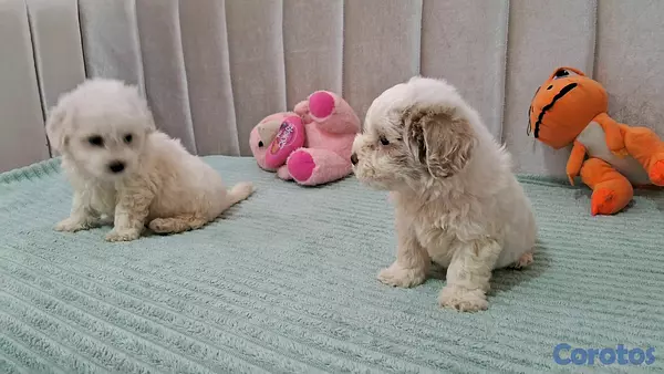 animales y mascotas - Hermosos cachorritos maltipo toy machos  8