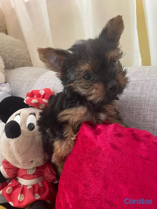 animales y mascotas - Yorkie Macho  4