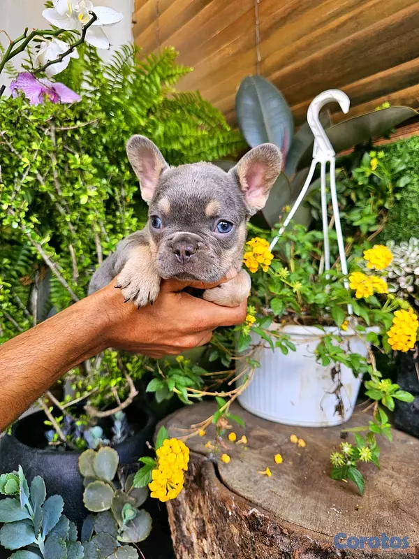 animales y mascotas - Bulldog frances Exotico lilac and tan carrier fluffy con sus ojos azules 100%  2