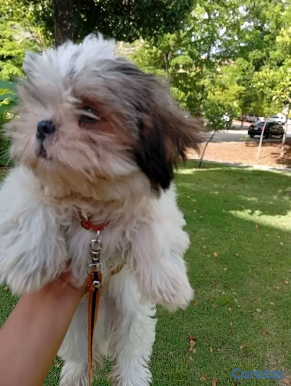 animales y mascotas - SHIH TZU MACHO 3