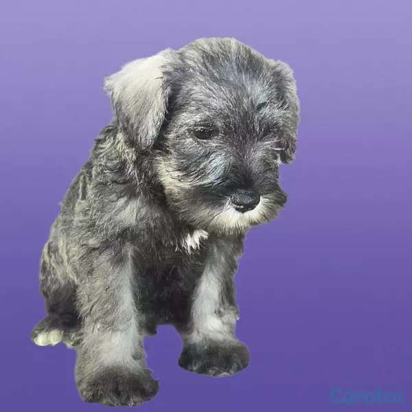 animales y mascotas - Snauzher puros  3