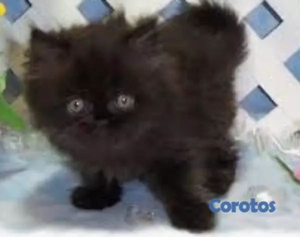 animales y mascotas - Gatitos Persas Doll Faces de Diferentes Tipos 9