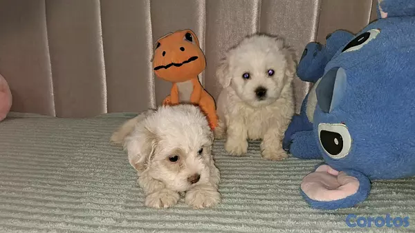 animales y mascotas - Hermosos cachorritos maltipo toy machos  9