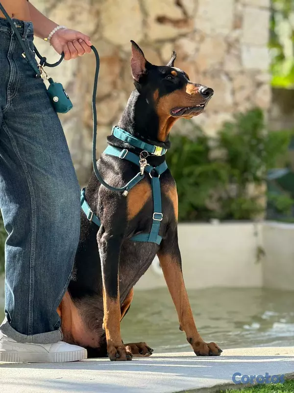 animales y mascotas - Cachorras doberman 6