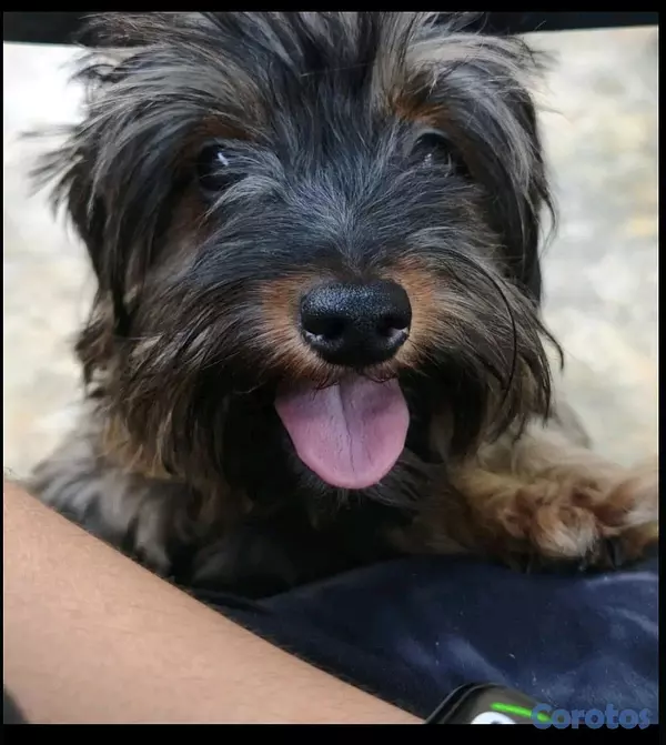 animales y mascotas -  yorkie mix 7