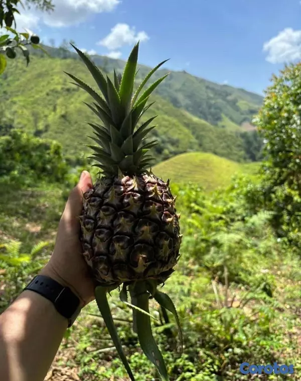 solares y terrenos - Finca en Venta Rancho Arriba  3