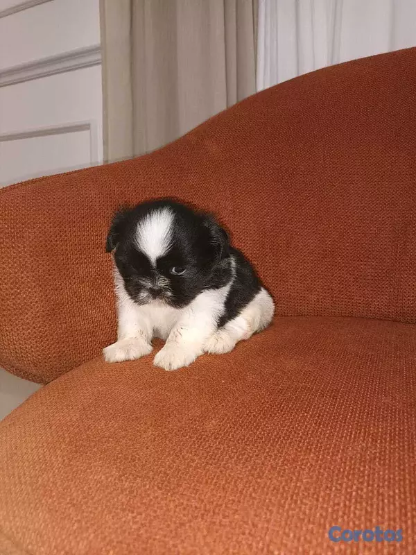 animales y mascotas - Shih Tzu 2