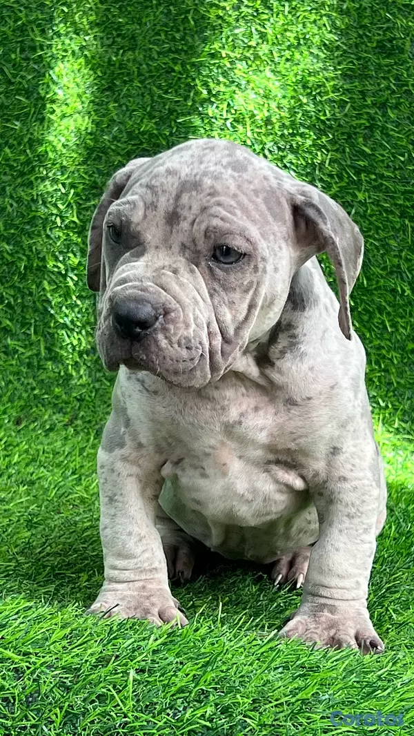 animales y mascotas - pitbully hembra blue Merle  3