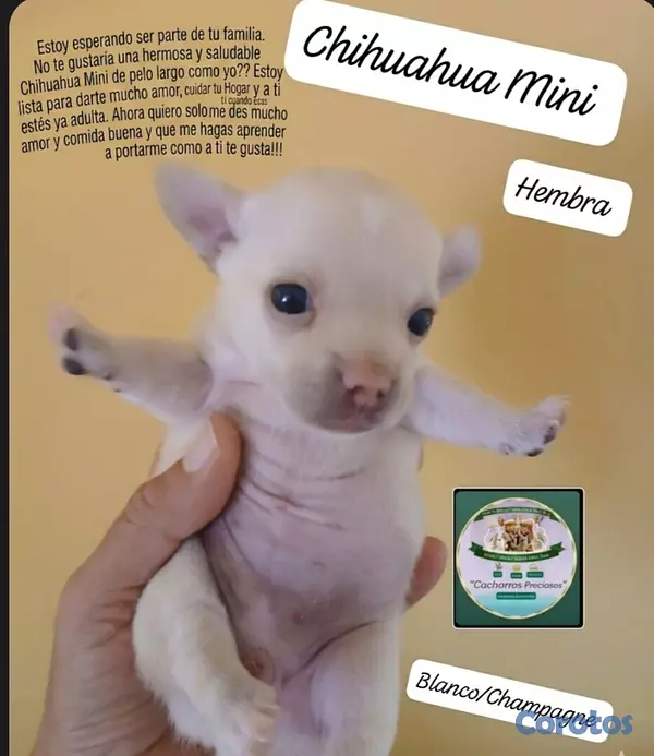 animales y mascotas - Chihuahua Mini/Toy/Micro 2