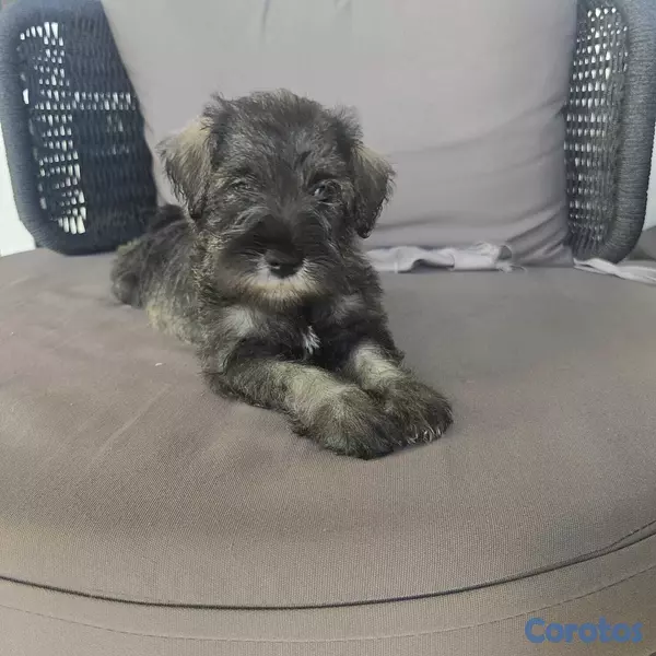 animales y mascotas - Snauzher puros  4