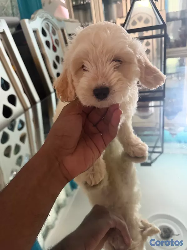 animales y mascotas - Vendo Cocker Spaniels 12