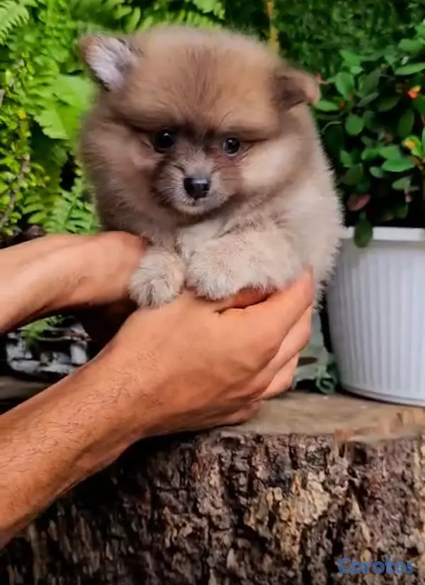 animales y mascotas - OFERTA CACHORRO POMERANIA MACHO UBICADO EN SANTO D 1