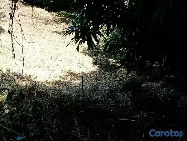 solares y terrenos - VENDO Terreno en el vacacional Matua 5